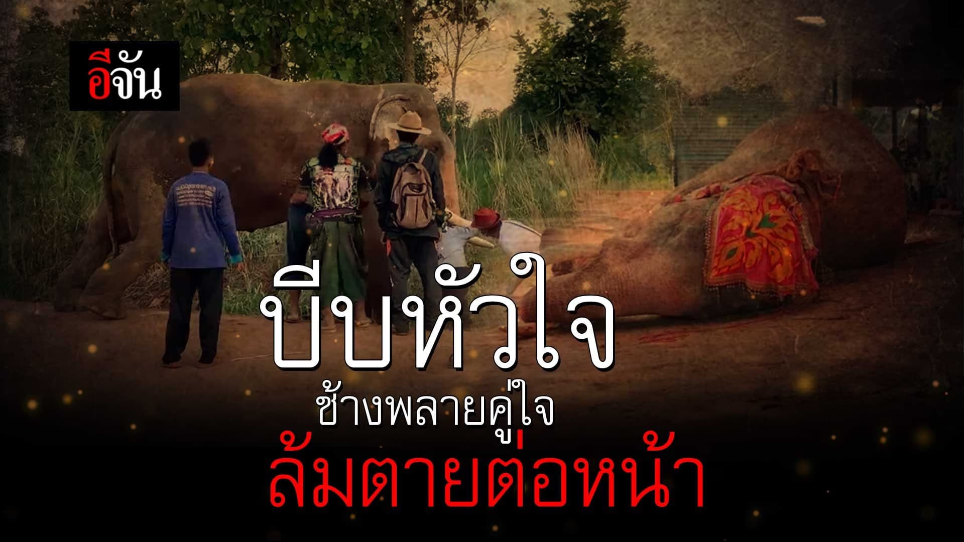 🎬 บีบหัวใจ ช้างพลายคู่ใจ ล้มตายต่อหน้า