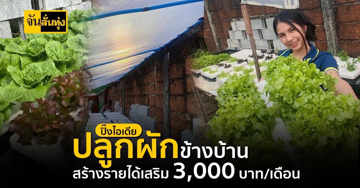 สาวออฟฟิศ ปิ๊งไอเดียใช้เวลาว่าง ปลูกผักสลัดข้างบ้าน สร้างรายได้เสริมดี