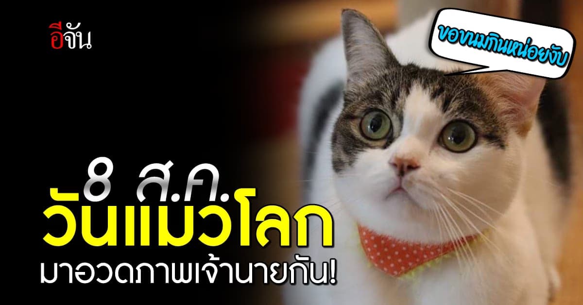 8 ส.ค. วันแมวโลก (World Cat Day)