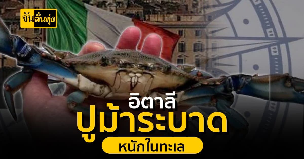 ปูม้าระบาดหนักในอิตาลี ทำลายต่อระบบนิเวศและเศรษฐกิจประมง