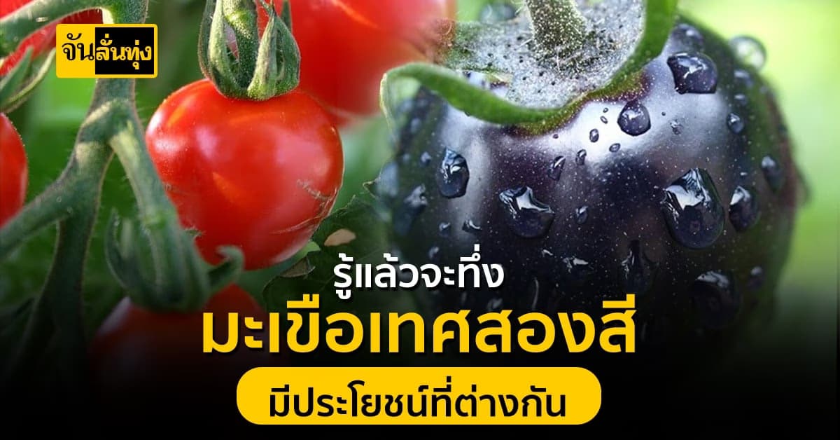 รู้ไว้สักนิด! มะเขือเทศสีดำ มีประโยชน์ที่ดีไม่แพ้มะเขือเทศสีแดง