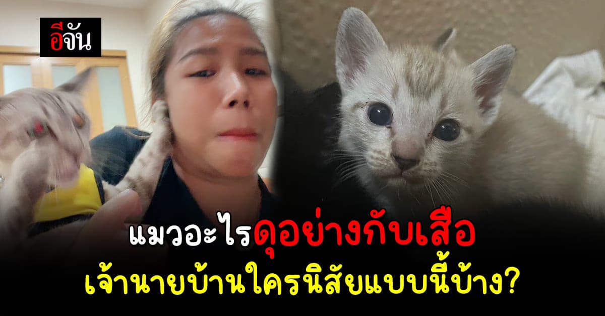 อุทาหรณ์ เมื่อแมวที่ฉันเลี้ยง กลายร่าง เวลาพาออกสังคม