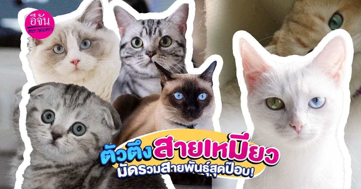 รวมให้แล้วสายพันธุ์แมวเหมียว น่ารักน่าเลี้ยง พร้อมเรทสินสอดค่าตัวน้อง