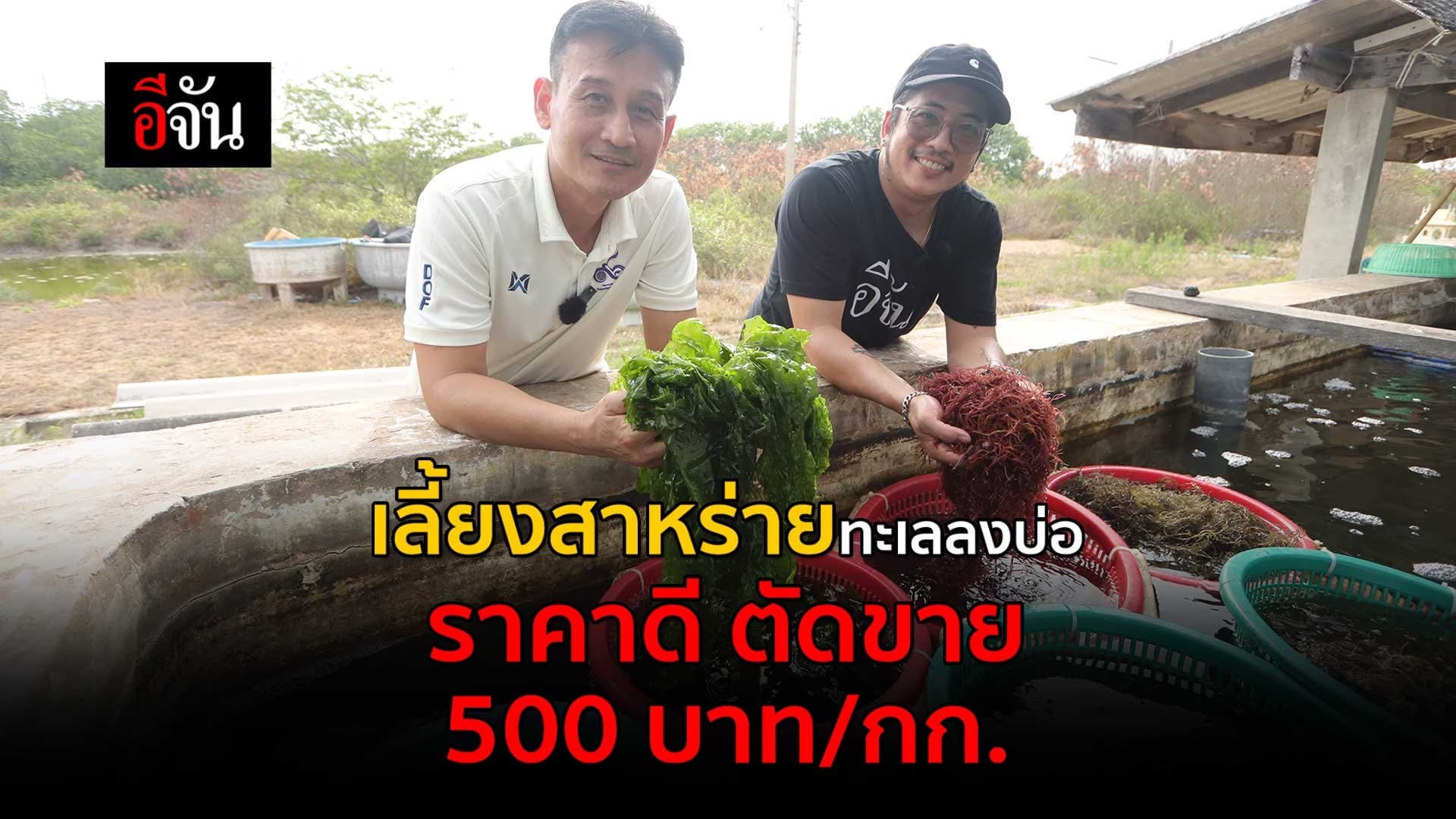 🎬 เลี้ยงสาหร่ายทะเล ราคาดี ตัดขาย 500 บาท/กก.