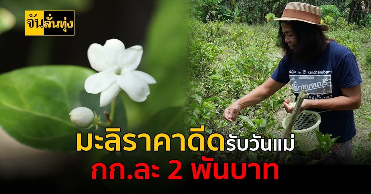ฉุดไม่อยู่รับวันแม่! ดอกมะลิราคาพุ่ง สูงถึง กก.ละ 2 พันบาท