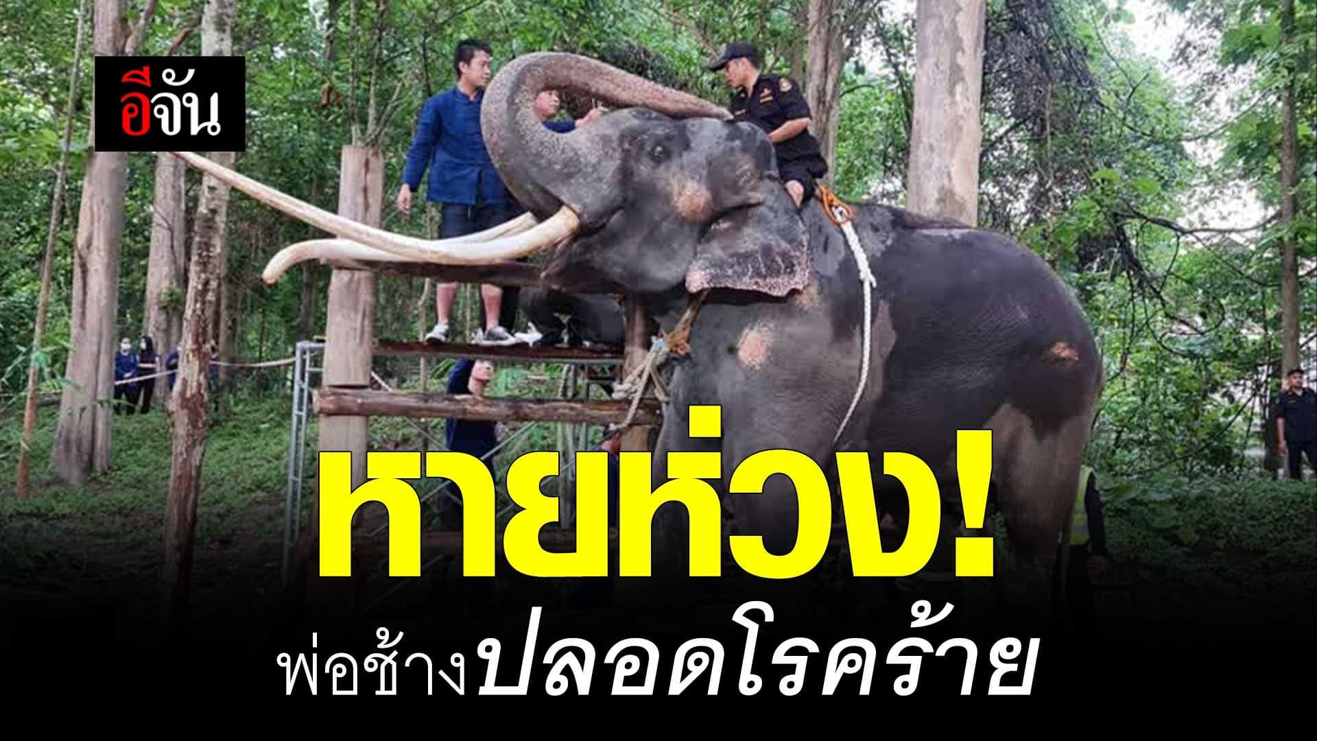 🎬 อัปเดตชีวิต พลายศักดิ์สุรินทร์ หลังกักกัดโรคครบ 30 วัน