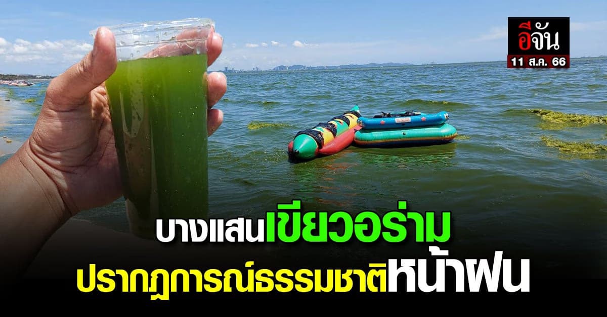 แพลงก์ตอนบูม ทำทะเลบางแสน เขียว : 2566