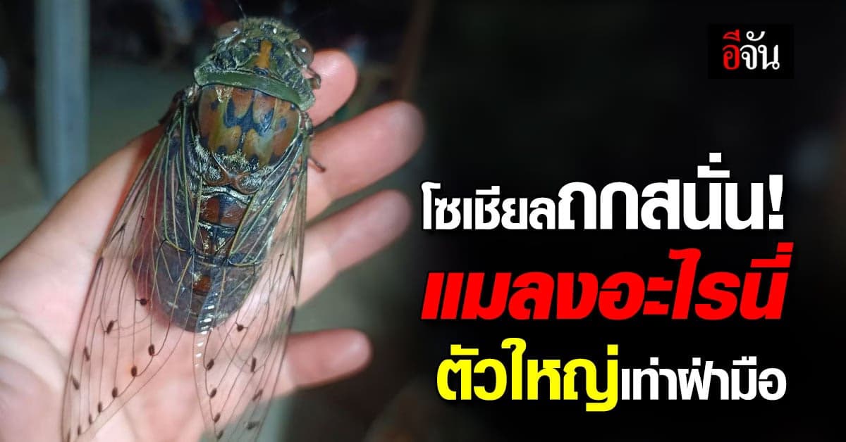 เพิ่งเคยเห็น! แมลงอะไรนี่ตัวใหญ่เท่าฝ่ามือ