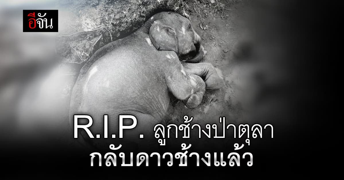 น้องตุลา ลูกช้างป่าหลงทาง จากไปดาวช้างอย่างสงบแล้ว ไม่เจ็บปวดแล้วนะ…