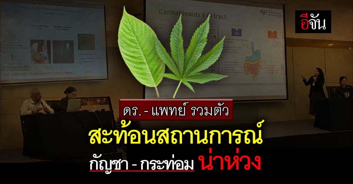 นักวิชาการรวมตัวสะท้อน ผลกระทบ กัญชา – กระท่อม