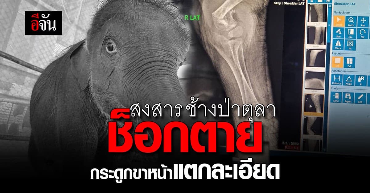 สงสาร ช้างป่าตุลา ช็อกตาย เพราะกระดูกขาหน้าแตกละเอียด