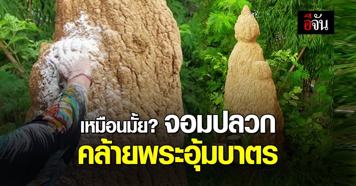 ชาวบ้านผงะ! เจอจอมปลวกใหญ่ รูปร่างคล้าย พระอุ้มบาตร