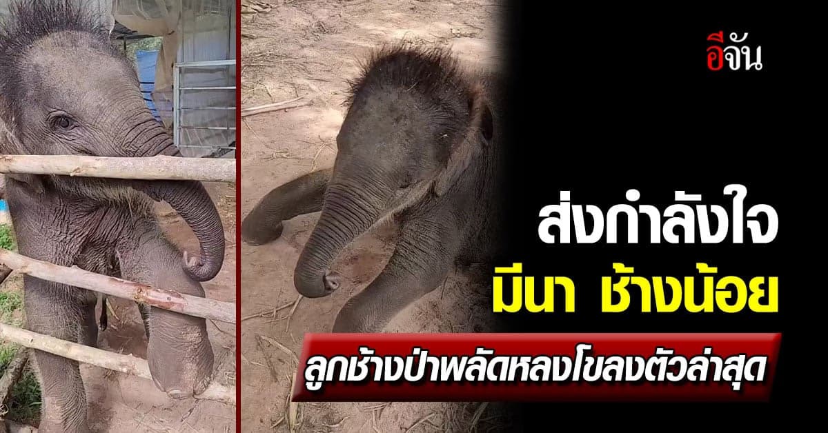 รอความหวังให้แม่กลับมารับน้องมีนากลับไปอยู่กลับโขลง