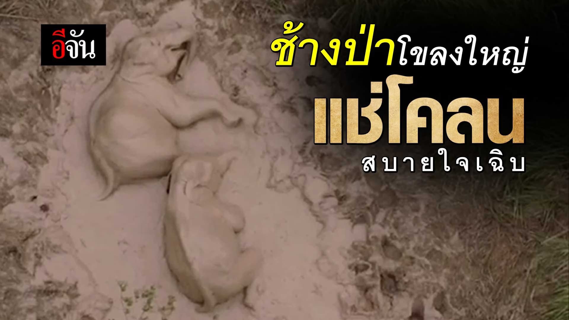 🎬 ช้างป่าโขลงใหญ่ แช่โคลนสบายใจเฉิบ