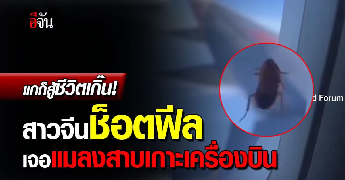 ผู้โดยสารช็อคแรง! เจอแมลงสาบเกาะเครื่องบิน ก่อนถามมีตั๋วมั้ย ?