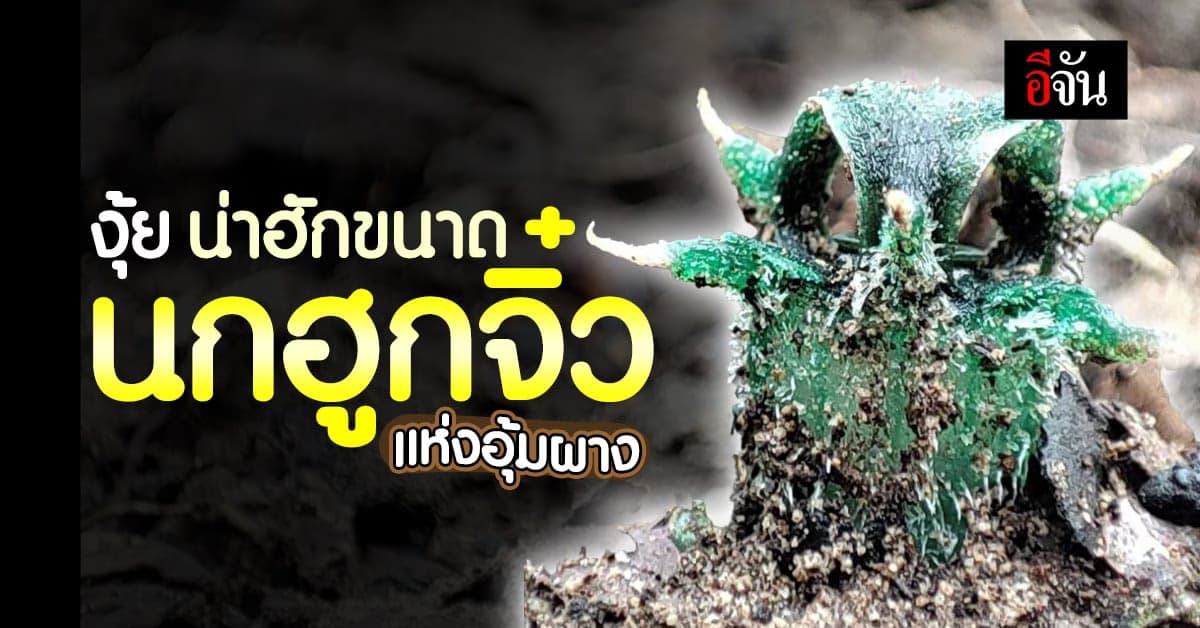 นกฮูกมาแล้ว! 1ปี เจอ 1ครั้ง พิศวงตานกฮูก พรรณไม้เกียรติประวัติไทย