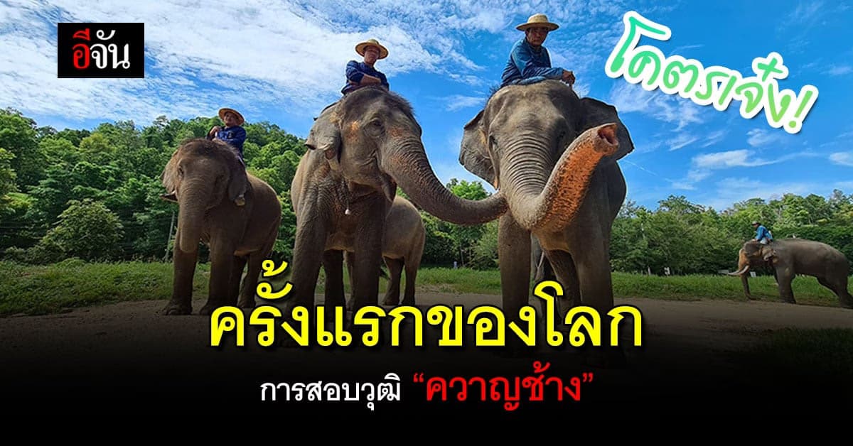 ว้าว! อ.อ.ป.จัดสอบวุฒิควาญช้าง ที่แรกในโลก หลังคนทำอาชีพนี้น้อยลง