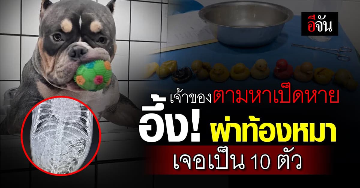 ทาสหมาหัวจะปวด ผ่าท้องเจอเป็ดยางนับ 10 ตัว