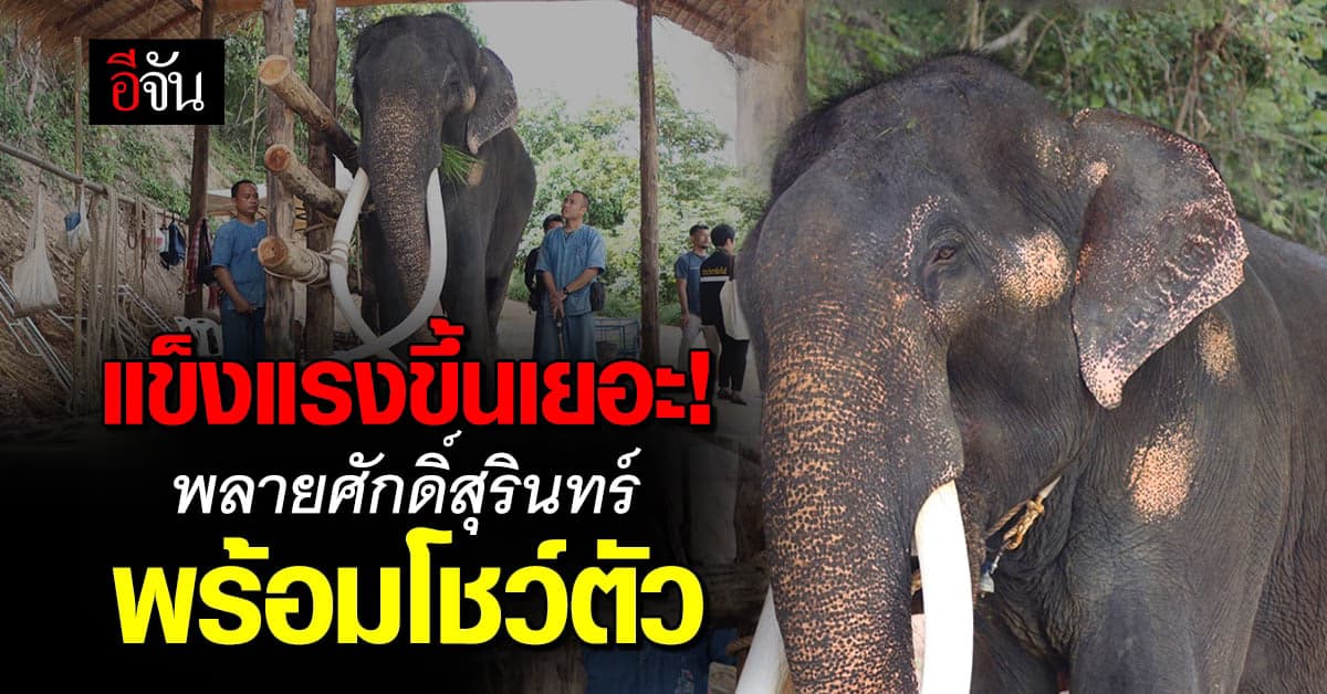 ข่าวดี! พลายศักดิ์สุรินทร์ อาการดีขึ้น พร้อมให้เยี่ยมชม