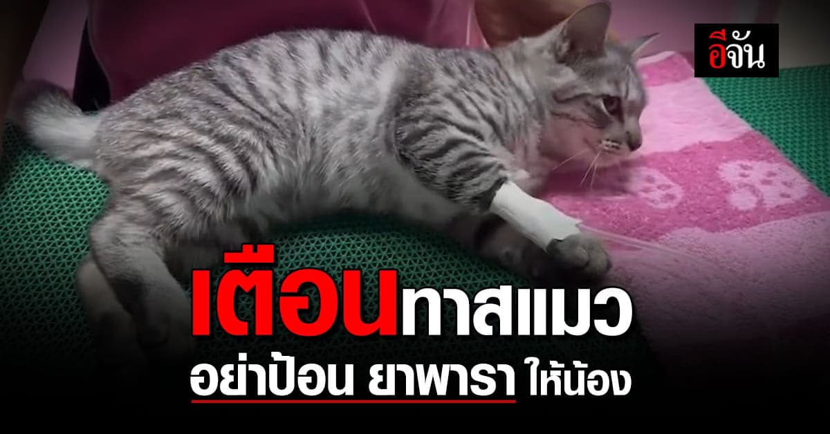 สัตว์แพทย์โพสต์เตือน ทาสแมว อย่าป้อนยาพาราให้น้อง เสี่ยงอันตรายถึงตาย