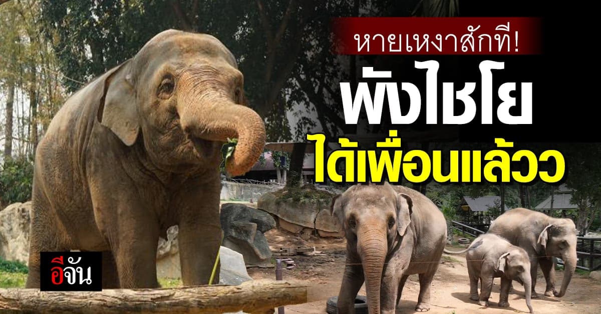 พังไชโย หายเหงา ได้เพื่อนใหม่ 2 เชือก หลัง เล่นยางรถยนต์ มานาน 10 ปี