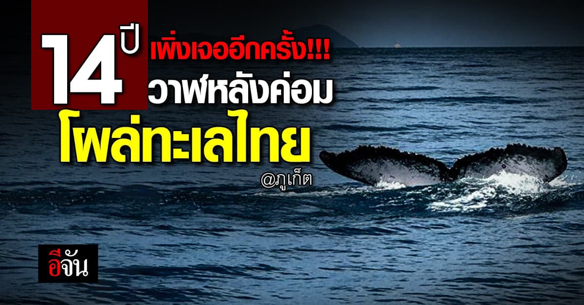 ตื่นตา! วาฬหลังค่อม โผล่อวดโฉม ในน่านน้ำไทย ครั้งที่ 2 ในรอบ 14 ปี