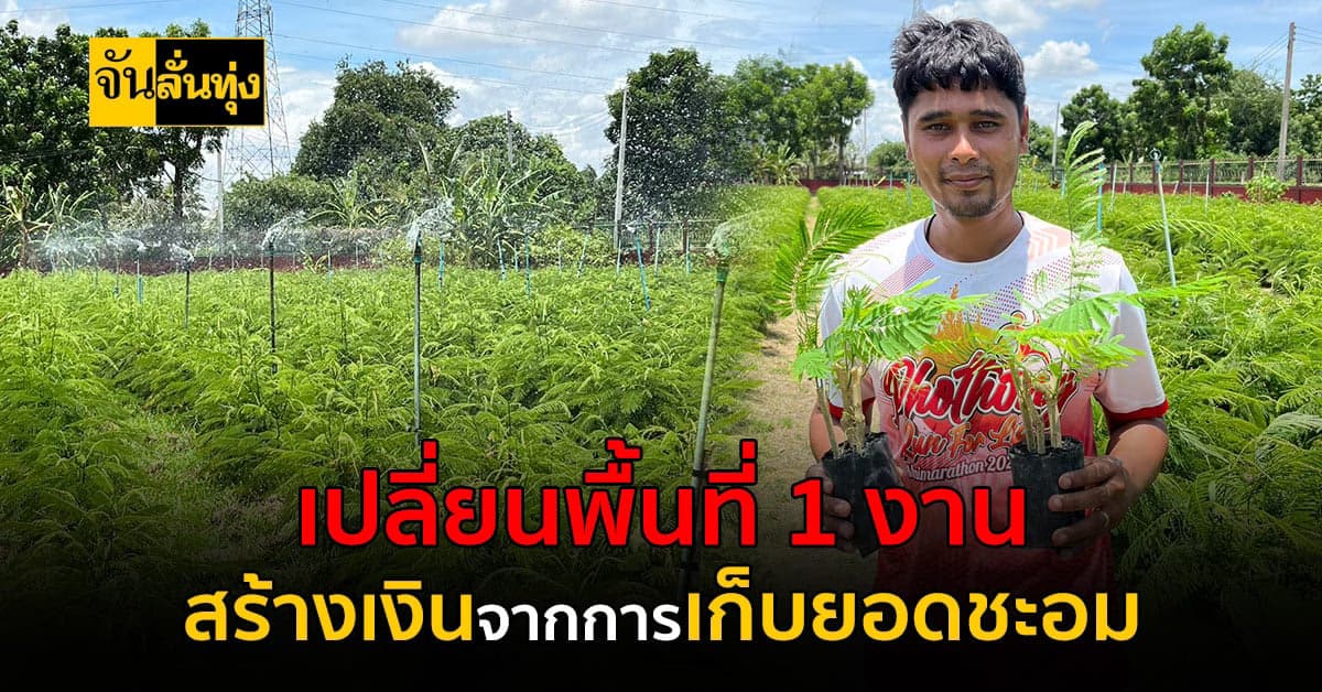 ชะอมสร้างเงินแค่เก็บยอดขายสร้างเงินได้วันละ 1,000 บาท