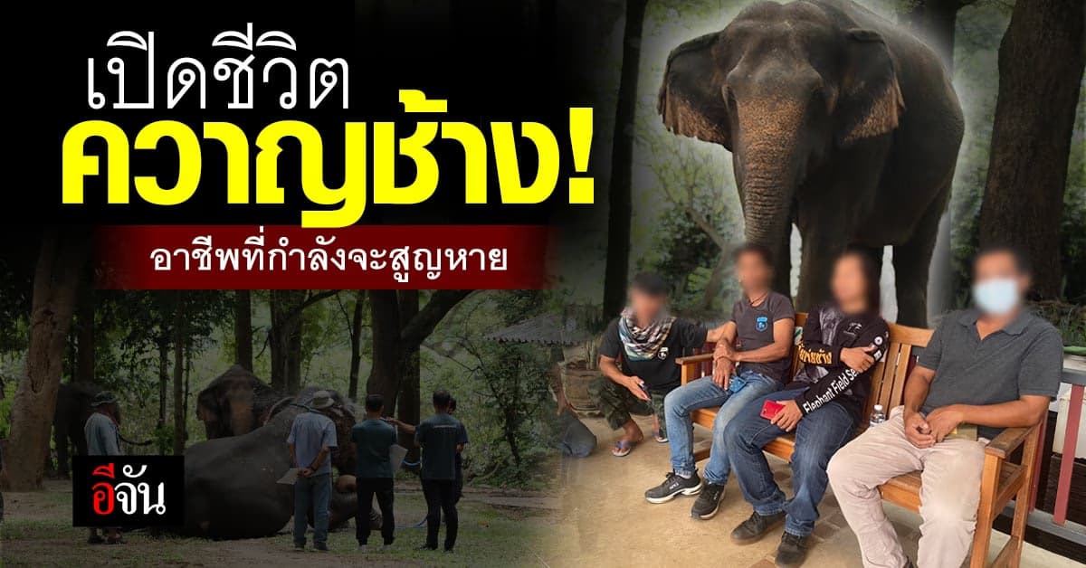 เปิดใจ! ควาญช้าง อาชีพที่กำลังจะหายไป จากประเทศไทย