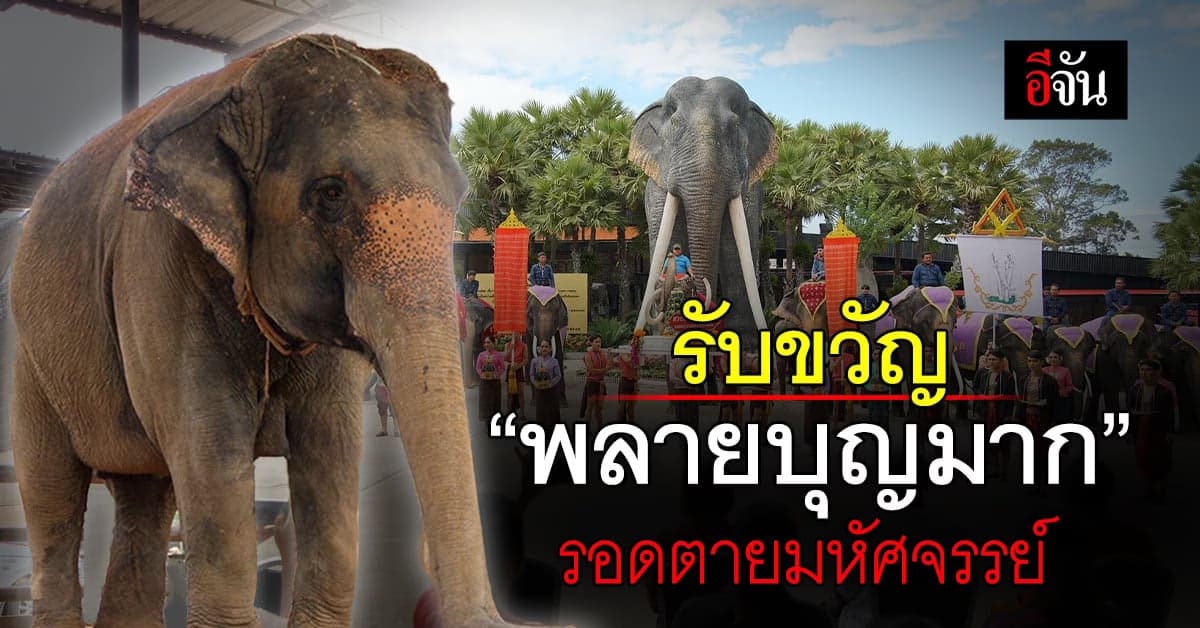 สวนนงนุช รับขวัญ “พลายบุญมาก” หลังรอดตายมหัศจรรย์