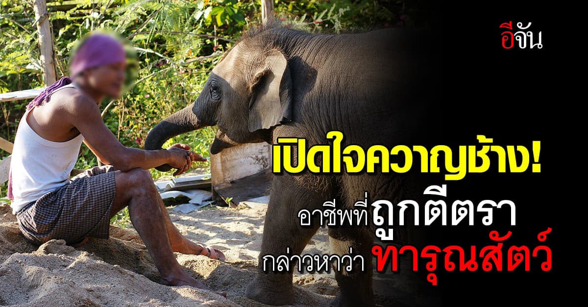 เปิดใจควาญช้าง! อาชีพที่หลายคนตีตรา ใช้ช้างหาเงิน ใช้ช้างทำธุรกิจ
