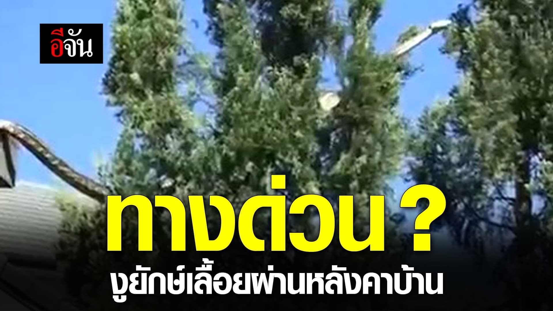 🎬 ทางด่วน? งูยักษ์เลื้อยผ่านหลังคาบ้าน