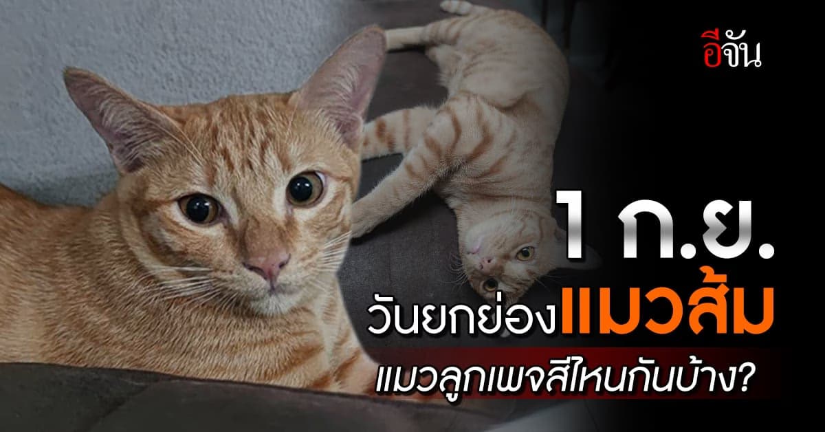 1 กันยายน วันยกย่องแมวส้ม (Ginger Cat Appreciation Day)
