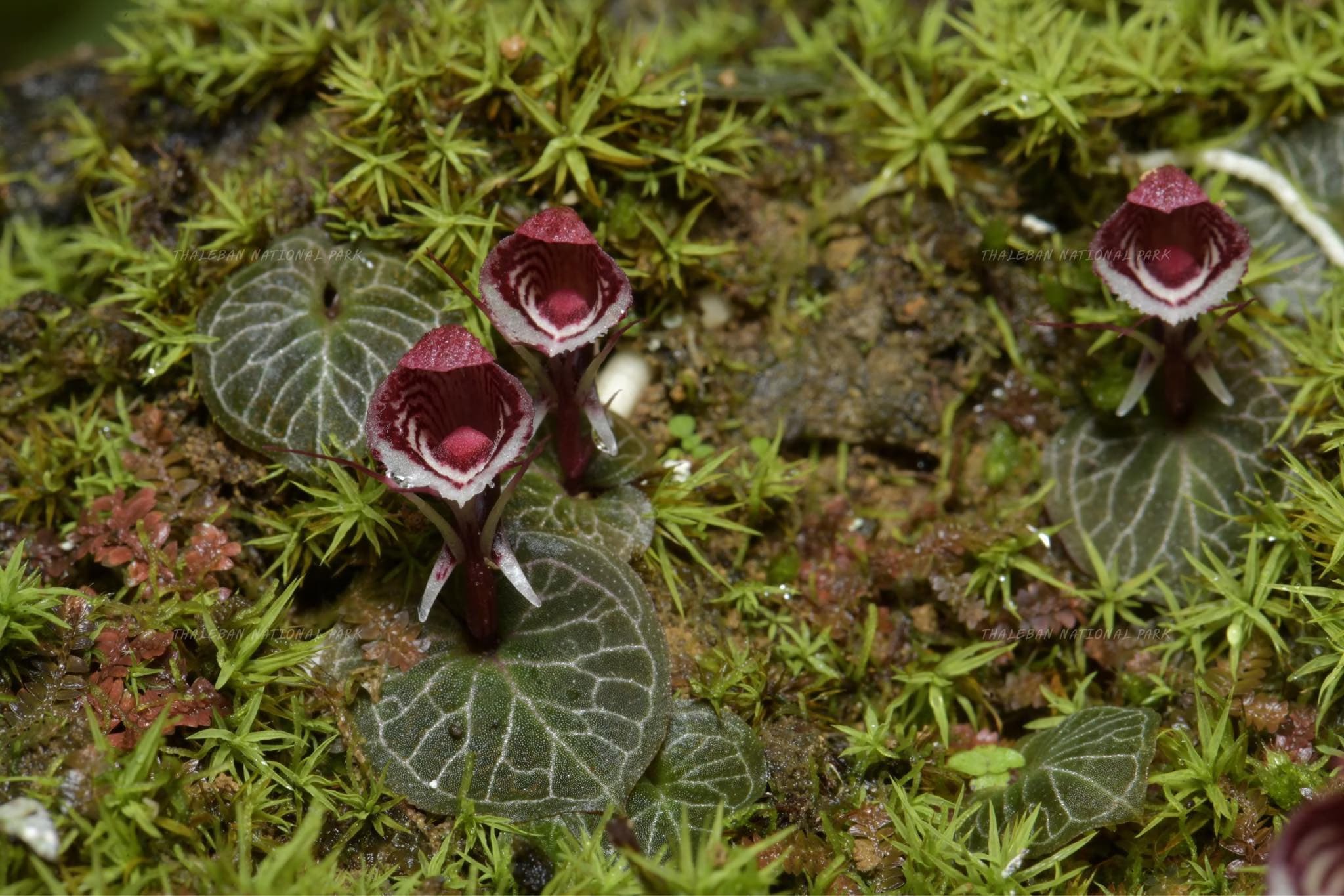 หนุ่มโพสต์ เจอ เอื้องอัญมณีหายาก ในป่าสตูล