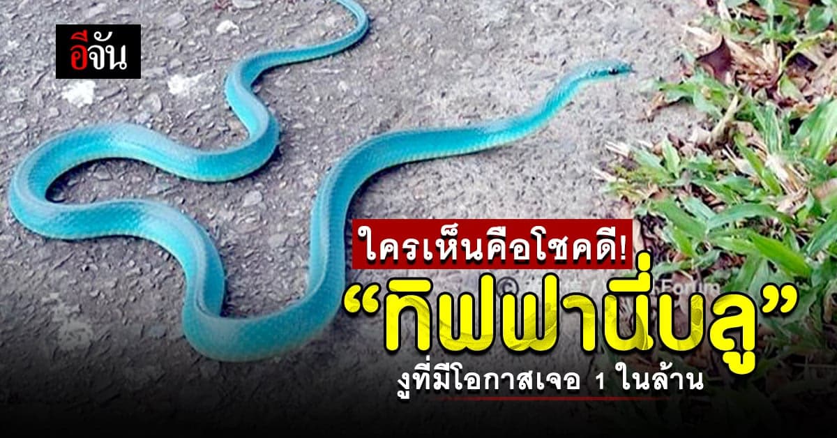 สวยเตะตา! ทิฟฟานี่บลู งูสีฟ้า สุดหายาก โผล่ข้างทาง ในไต้หวัน