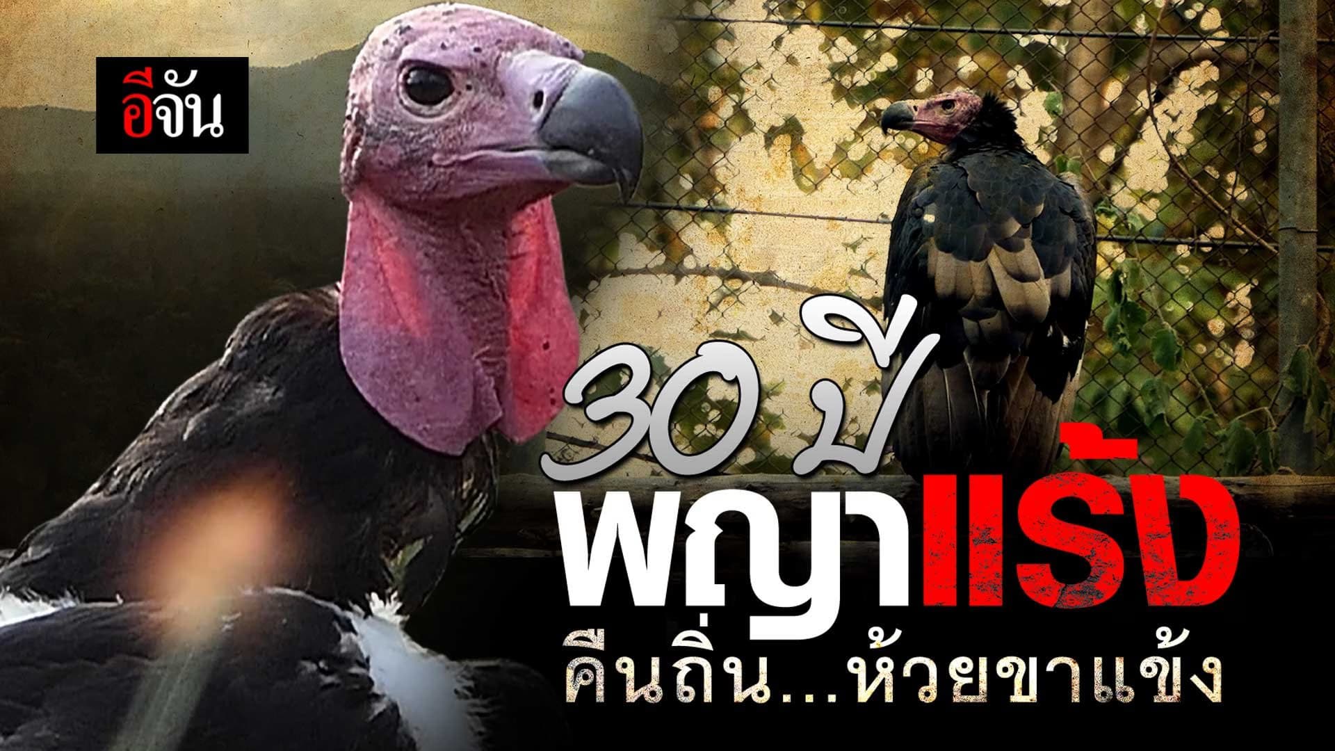 🎬 30 ปี พญาแร้ง คืนถิ่น…ห้วยขาแข้ง