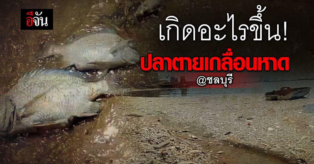 เกิดอะไรขึ้น? ปลาตายเกลื่อนหาด นักวิทย์ฯ เผยอาจเกิดจาก “แพลงก์ตอนบลูม”