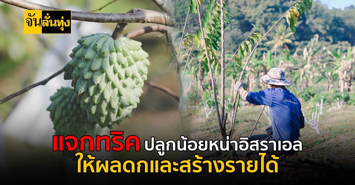 แจกเคล็บไม่ลับ ปลูกน้อยหน่าอิสราเอลให้ผลดก สร้างรายได้