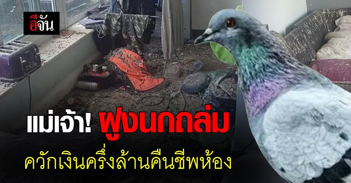 ช็อก! ไม่อยู่ห้องร่วมเดือน นกพิราบถล่มยับ ควักครึ่งล้านทำความสะอาด