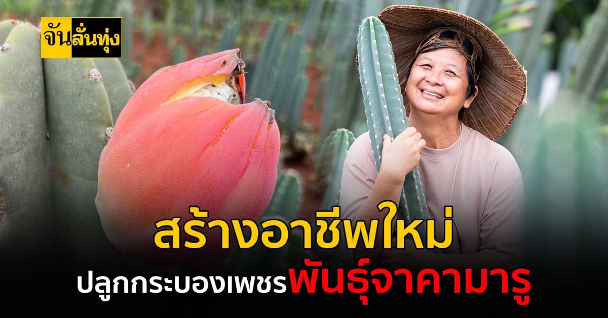 กระบองเพชรพันธุ์จาคามารู กินได้สร้างเงินด้วย