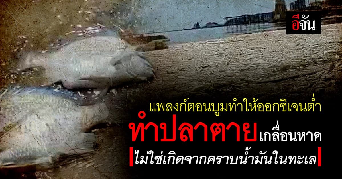 ไขข้อข้องใจ! ปลาตายเกลื่อนชายหาด เกิดจากออกซิเจนในน้ำต่ำ