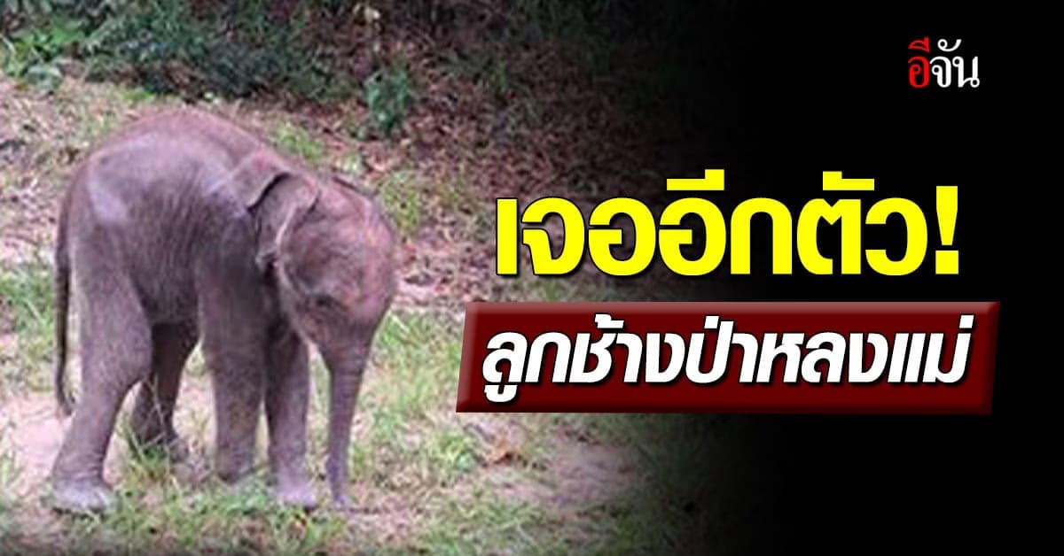 ตามหาแม่ จนท.พบ ลูกช้างป่าพลัดหลงฝูง ที่ เขตรักษาพันธุ์สัตว์ป่าภูวัว