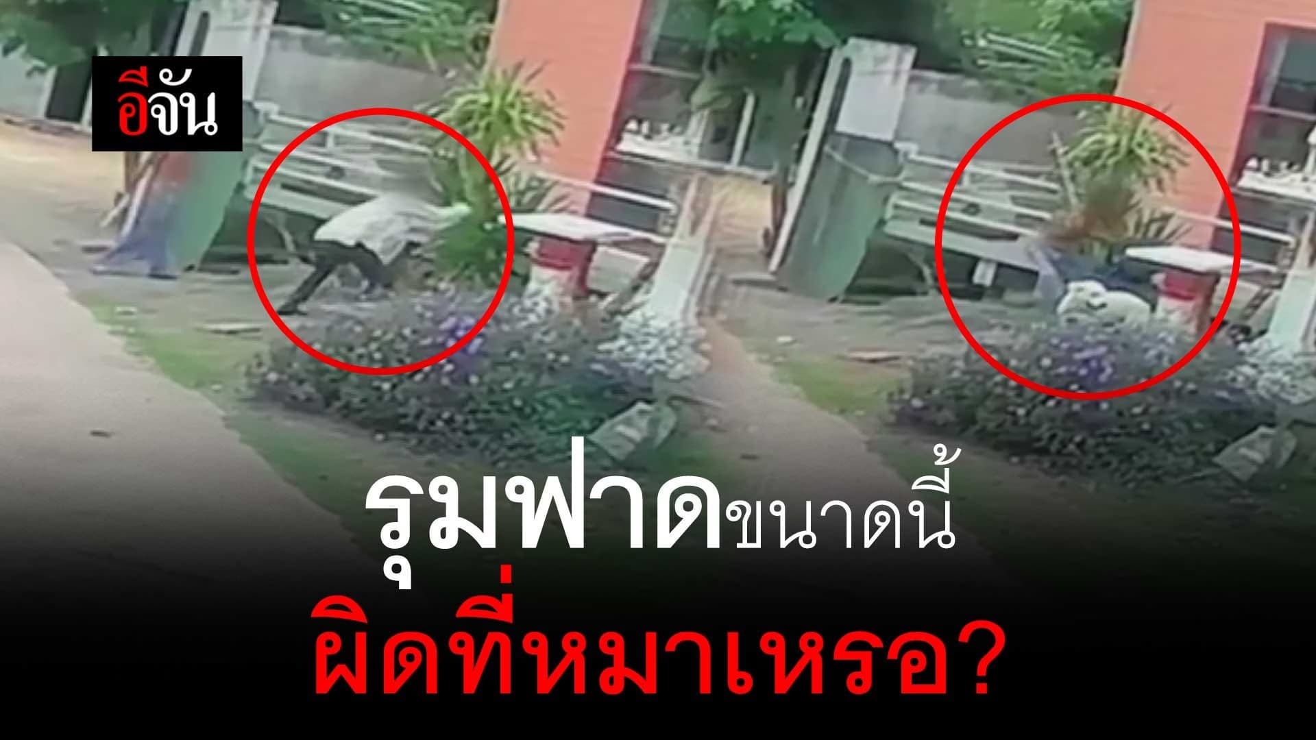 🎬 รุมฟาดขนาดนี้ ผิดที่หมาเหรอ?