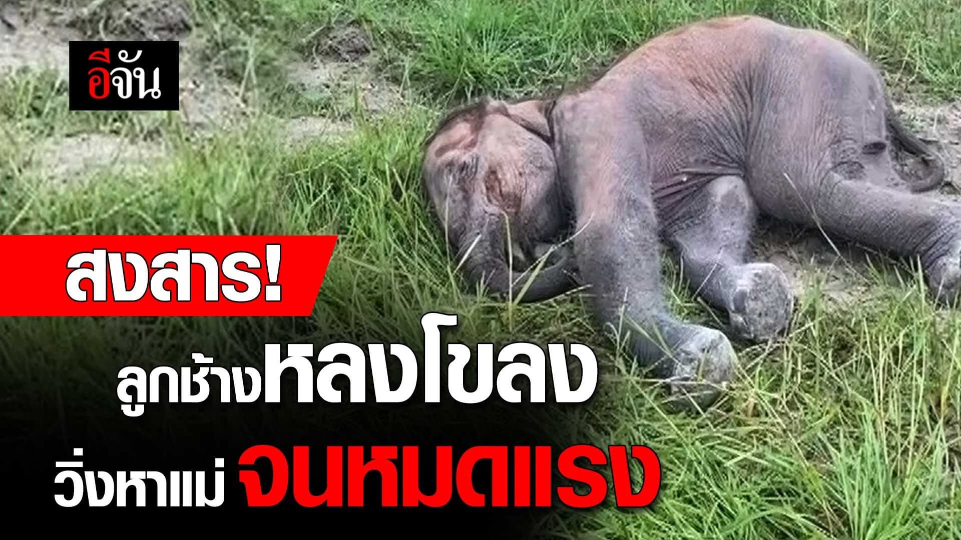 🎬 สงสาร! ลูกช้างหลงโขลง วิ่งหาแม่ จนหมดแรง