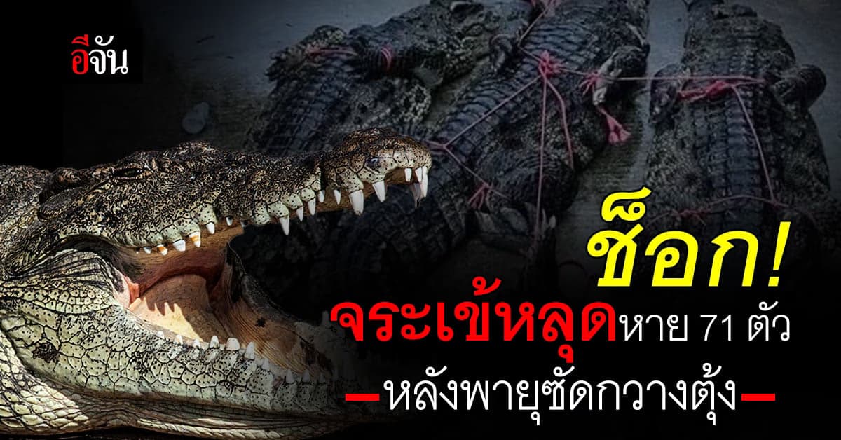 ช็อก! จระเข้โตเต็มวัย หลุดหายกว่า 71 ตัว หลังพายุซัดมลฑลกวางตุ้ง