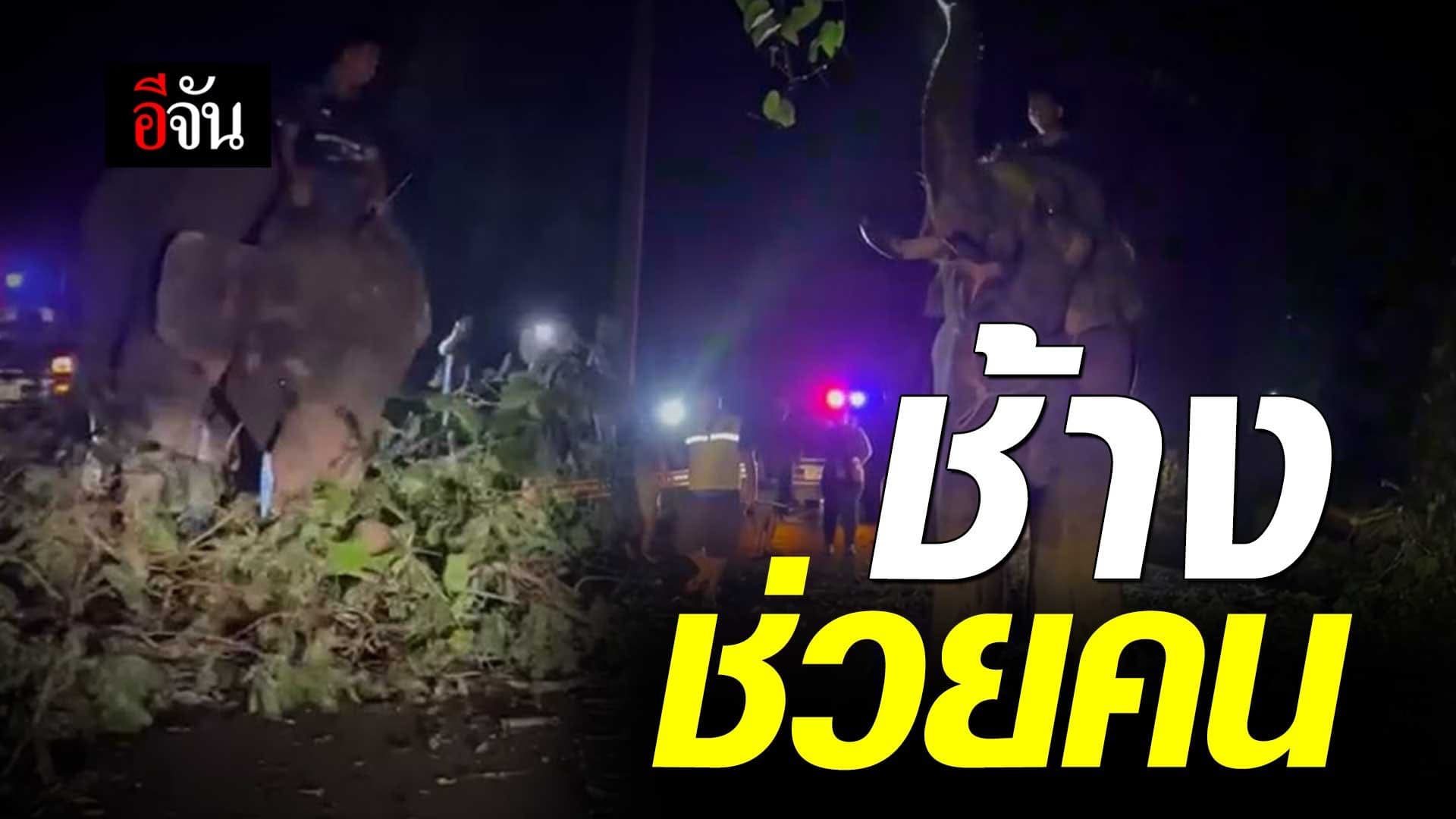 🎬 ช้างแสนรู้ ช่วยเคลียร์ถนน วันพายุถล่ม