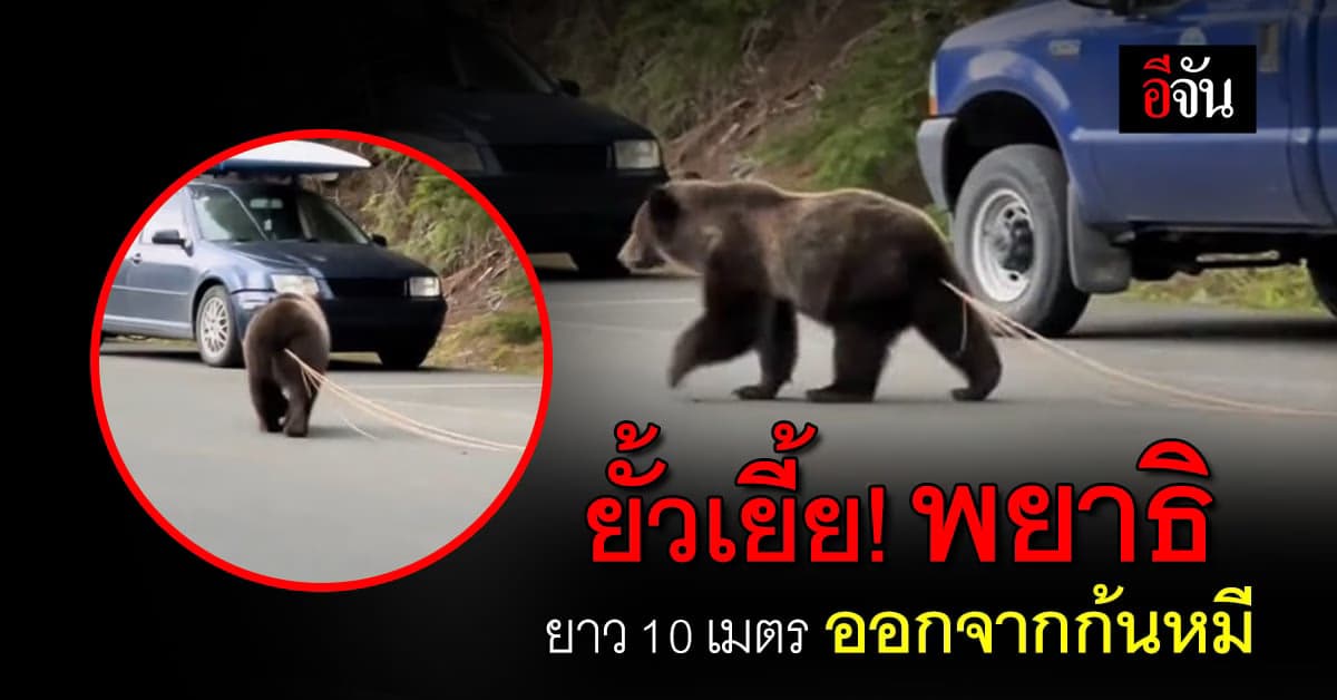 ขนลุก! พยาธิตัวตืด ยาว 10 เมตร ออกจากก้นหมี