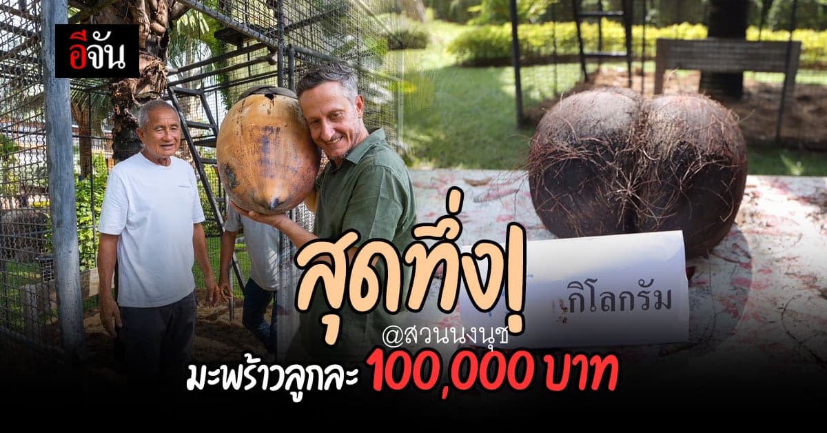 หนึ่งเดียวในไทยที่สวนนงนุชพัทยา มีมะพร้าวลูกละ 100,000 บาท