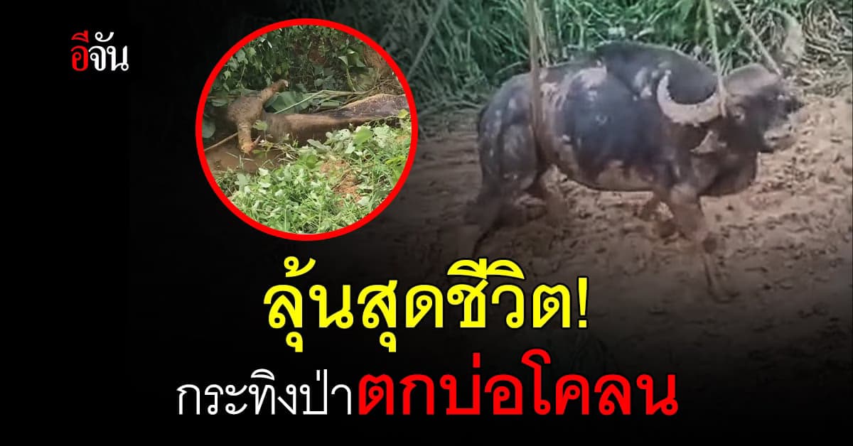 กระทิงป่า ตกบ่อโคลน หวิดจมน้ำ เจ้าหน้าที่ ต้องใช้แบ็คโฮ ช่วยชีวิต