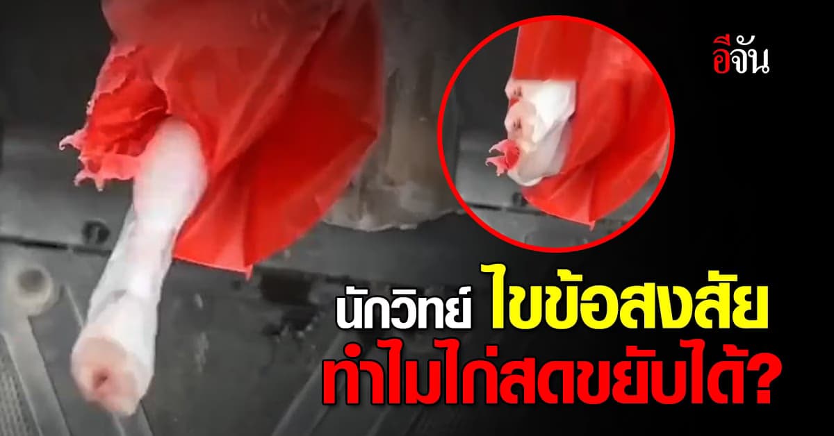 อาจารย์เจษฎ์ ตอบชัด! ทำไมไก่สดขยับได้?