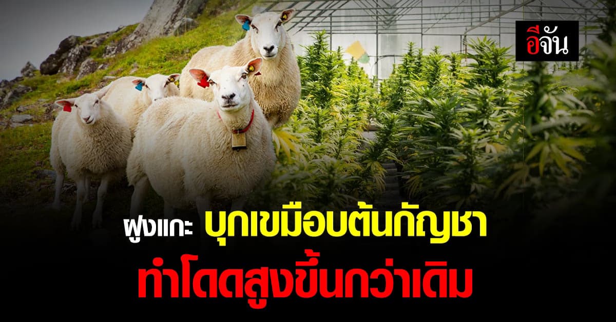 ฝูงแกะบุกโรงเพาะชำ เขมือบต้นกัญชา กว่า 200 กก. ก่อนกระโดดสูงกว่าปกติ